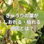 きゅうりの葉がしおれる・枯れる原因
