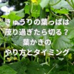 きゅうりの葉かき