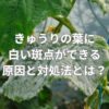 きゅうりの葉に白い斑点ができる原因と対処法