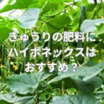 きゅうりの肥料にハイポネックスはおすすめ？