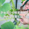 きゅうりの剪定時期を決める目安