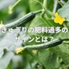 きゅうりの肥料過多のサインとは？