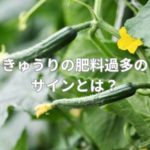 きゅうりの肥料過多のサインとは？