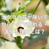 オクラの花が咲いてから一日で枯れる・落ちる理由