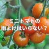 ミニトマトの雨よけはいらない？