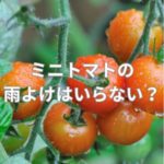ミニトマトの雨よけはいらない？