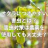 オクラにつきやすい害虫とは？