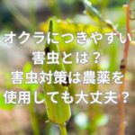 オクラにつきやすい害虫とは？