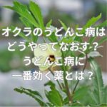 オクラのうどんこ病はどうやってなおす？