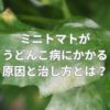 ミニトマトがうどんこ病にかかる原因と治し方とは？