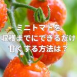 ミニトマトを収穫までにできるだけ甘くする方法