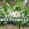 オクラは水やりの仕方で実のなり方が変わる？