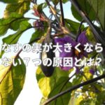 なすの実が大きくならない７つの原因とは？