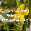きゅうりの花が咲かない・枯れる原因とは？