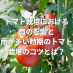 トマトと雨