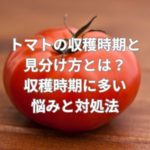 トマトの収穫時期