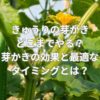 きゅうりの芽かきの効果と最適なタイミング