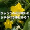 きゅうりの花が咲いたらやるべき事はある？