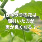 きゅうりの花は間引いた方が実が良くなる？