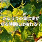 きゅうりの葉は実がなる時期には枯れる？