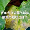 きゅうりの葉っぱの病気の症状とは？