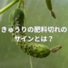 きゅうりの肥料切れのサインとは？