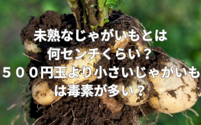 未熟なじゃがいもとは何センチくらい？