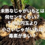 未熟なじゃがいもとは何センチくらい？