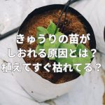 きゅうりの苗がしなしなにしおれる原因とは？