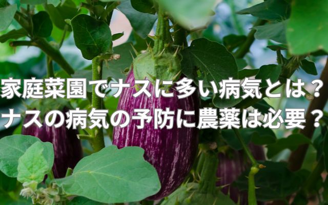 家庭菜園でナスに多い病気とは?ナスの病気の予防に農薬は必要?