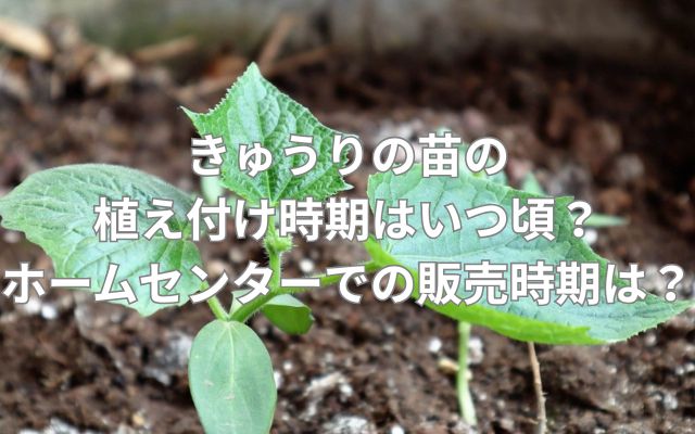 きゅうりの苗の植え付け時期はいつ頃？ホームセンターでの販売時期は？