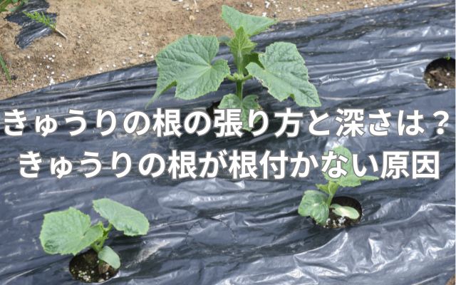 きゅうりの根の張り方と深さは?きゅうりの根が根付かない原因とは?