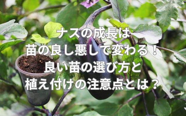 ナスの成長は苗の良し悪しで変わる！良い苗の選び方と植え付けの注意点とは？