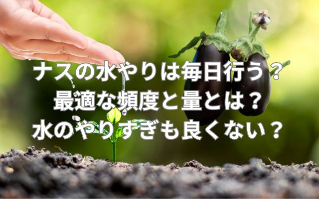 ナスの水やりは毎日行う？最適な頻度と量とは？