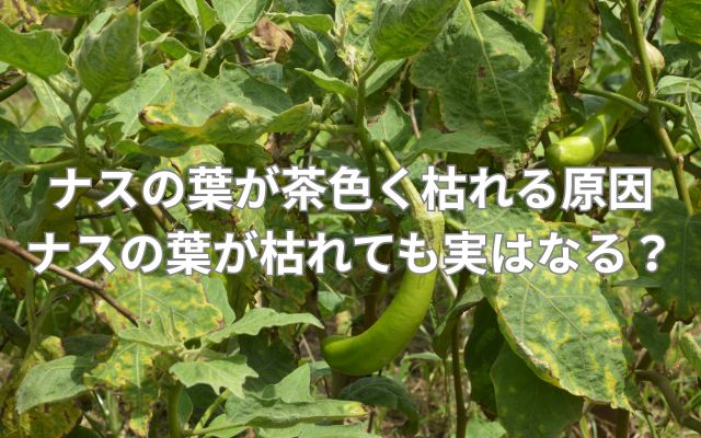 ナスの葉が茶色く枯れる