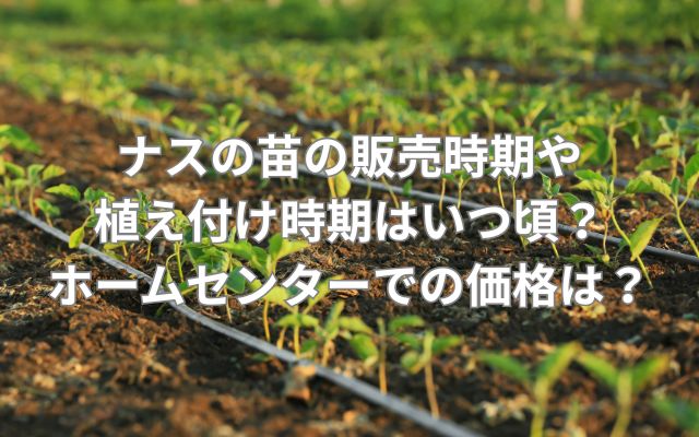 ナスの苗の販売時期や植え付け時期はいつ頃？ホームセンターでの価格は？