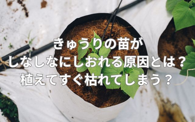 きゅうりの苗がしなしなにしおれる原因とは？