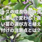 ナスの成長は苗の良し悪しで変わる！良い苗の選び方と植え付けの注意点とは？