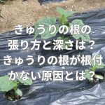 きゅうりの根の張り方と深さは？きゅうりの根が根付かない原因とは？