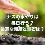 ナスの水やりは毎日行う？最適な頻度と量とは？