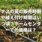ナスの苗の販売時期や植え付け時期はいつ頃？ホームセンターでの価格は？
