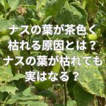 ナスの葉が茶色く枯れる