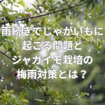 ジャガイモ栽培の梅雨対策とは？