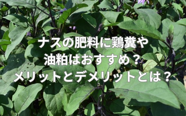 ナスの肥料に鶏糞や油粕はおすすめ？メリットとデメリットとは？