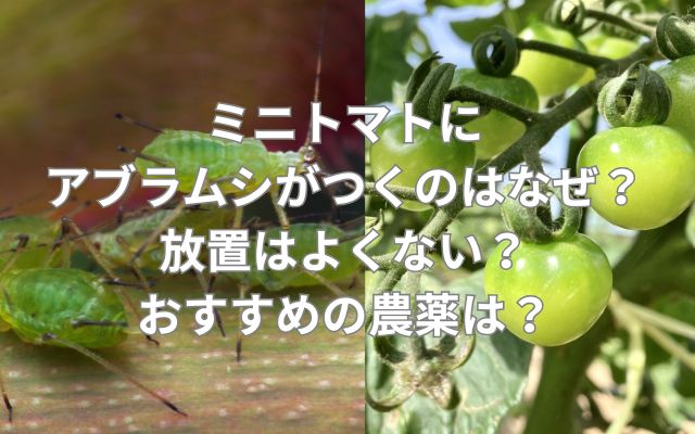 ミニトマトにアブラムシがつくのはなぜ?放置はよくない?おすすめの農薬は?