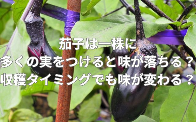 茄子は一株に多くの実をつけると味が落ちる?収穫タイミングでも味が変わる?