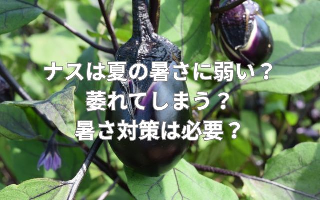 ナスは夏の暑さに弱い?萎れてしまう?暑さ対策は必要?