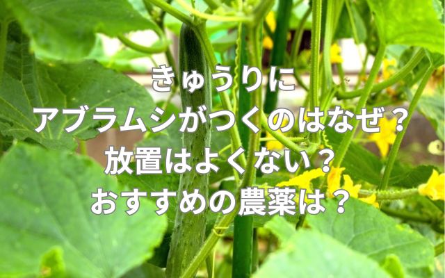 きゅうりにアブラムシがつくのはなぜ？放置はよくない？