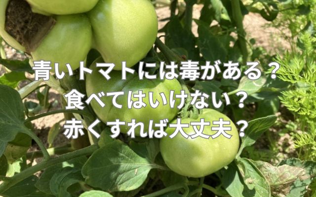 青いトマトには毒がある?食べてはいけない?赤くすれば大丈夫?