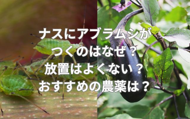 ナスにアブラムシがつくのはなぜ?放置はよくない?おすすめの農薬は?